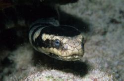 seasnake,wakatobi 2004,F90+105mm by Marco Wannenmacher 